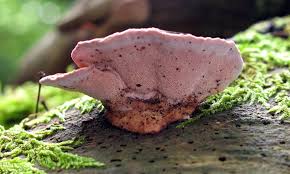 Attēlu rezultāti vaicājumam “Fomitopsis rosea”
