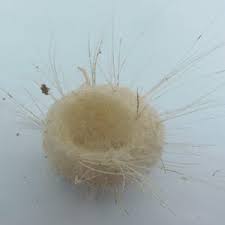 Image result for Vazella pourtalesii