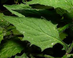 Attēlu rezultāti vaicājumam “Lapsana communis leaf”