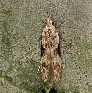 Attēlu rezultāti vaicājumam “Hypatima rhomboidella”