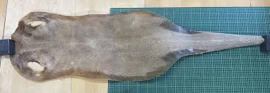 Image result for Megatrygon microps