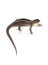 Attēlu rezultāti vaicājumam “Lacerta agilis female”