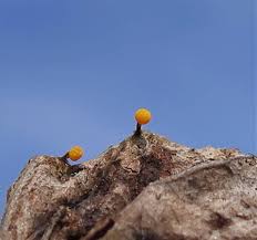 Attēlu rezultāti vaicājumam “Physarum luteolum young”