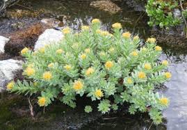 Attēlu rezultāti vaicājumam “Rhodiola rosea flower”