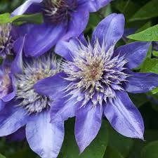 Attēlu rezultāti vaicājumam “Clematis flower”