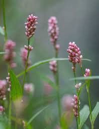 Attēlu rezultāti vaicājumam “Persicaria maculosa”