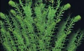 Attēlu rezultāti vaicājumam “Hydrilla verticillata”