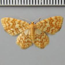 Attēlu rezultāti vaicājumam “Hydrelia flammeolaria”