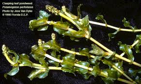 Attēlu rezultāti vaicājumam “Potamogeton perfoliatus fruit”