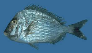 Image result for Calamus bajonado