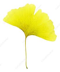 Attēlu rezultāti vaicājumam “Ginkgo biloba leaf”