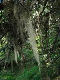 Attēlu rezultāti vaicājumam “Ramalina thrausta”