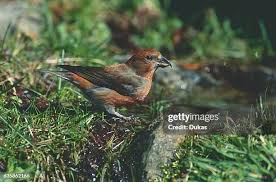 Image result for Loxia curvirostra