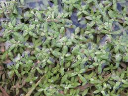 Attēlu rezultāti vaicājumam “Callitriche cophocarpa leaf”