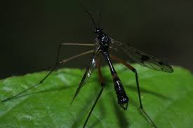 Attēlu rezultāti vaicājumam “Ptychoptera sp.”