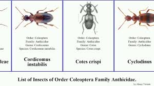 Attēlu rezultāti vaicājumam “Anthicidae”