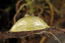 Attēlu rezultāti vaicājumam “Zygaena cocoon”