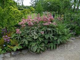 Image result for Rodgersia chocolate wings