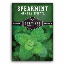 Attēlu rezultāti vaicājumam “Mentha spicata”
