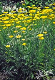 Image result for Achillea filipendulina