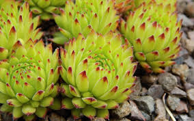 Attēlu rezultāti vaicājumam “Jovibarba globifera flower”