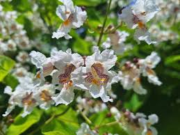 Attēlu rezultāti vaicājumam “Catalpa ovata flower”