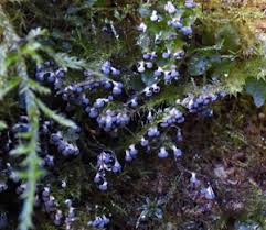 Attēlu rezultāti vaicājumam “Diderma montanum var. album young”