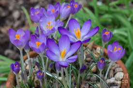 Attēlu rezultāti vaicājumam “Crocus tommasinianus flower”