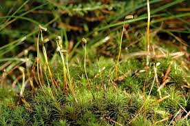 Attēlu rezultāti vaicājumam “Polytrichum formosum”