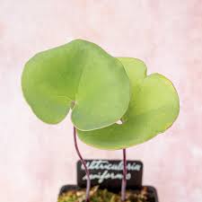 Attēlu rezultāti vaicājumam “Utricularia intermedia leaf”