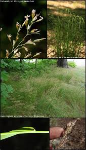 Attēlu rezultāti vaicājumam “Poa nemoralis fruit”