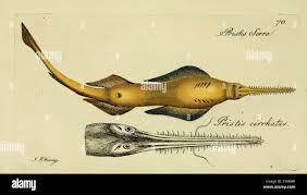 Image result for Pristis pristis