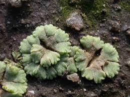 Attēlu rezultāti vaicājumam “Riccia rhenana”