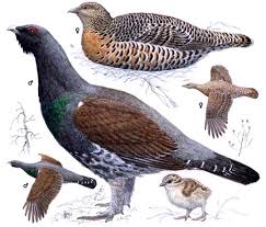 Attēlu rezultāti vaicājumam “Tetrao urogallus female”