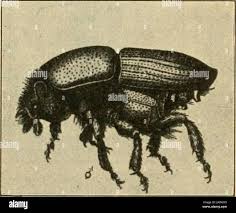 Attēlu rezultāti vaicājumam “Scolytus ratzeburgi”