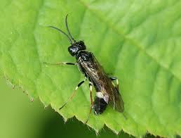 Attēlu rezultāti vaicājumam “Allantus cinctus”