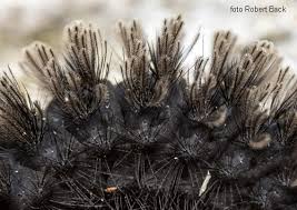 Attēlu rezultāti vaicājumam “Cybosia mesomella”