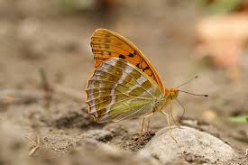 Attēlu rezultāti vaicājumam “Argynnis paphia female”