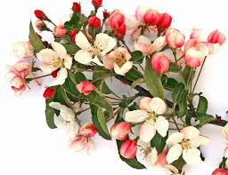 Attēlu rezultāti vaicājumam “Malus x zumi”