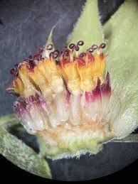 Attēlu rezultāti vaicājumam “Helianthus annuus fruit”