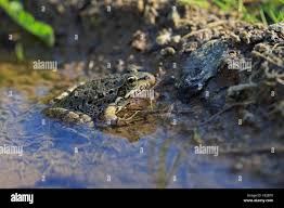 Attēlu rezultāti vaicājumam “Pelophylax adult”