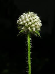 Image result for Dipsacus pilosus