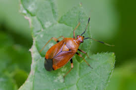 Attēlu rezultāti vaicājumam “Deraeocoris ruber”