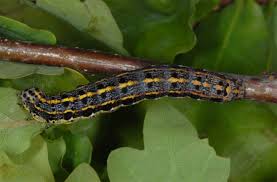 Attēlu rezultāti vaicājumam “Orthosia sp.”