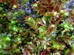 Attēlu rezultāti vaicājumam “Tritomaria exsectiformis”