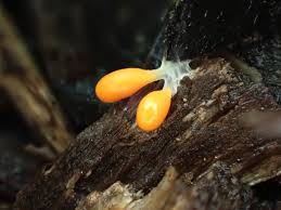 Attēlu rezultāti vaicājumam “Symphytocarpus impexus plasmodium”