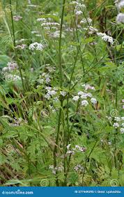 Attēlu rezultāti vaicājumam “Torilis japonica”