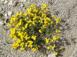 Attēlu rezultāti vaicājumam “Lotus sp. flower”