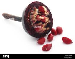 Attēlu rezultāti vaicājumam “Rosa majalis fruit”