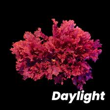 Attēlu rezultāti vaicājumam “Bryum weigelii macro”